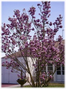 "Le printemps fleurit à Bellissen !" Photo de Nicole D.